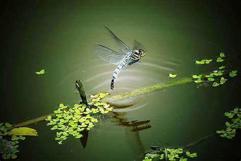 蜻蜓點水的目的|蜻蜓點水的解釋